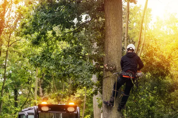 Arborist cutting down tree